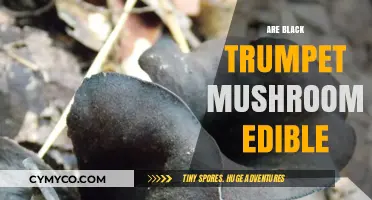 Are Black Trumpet Mushrooms Edible? A Tasty Forager's Guide