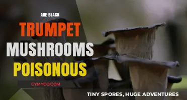 Exploring the Edibility of Black Trumpet Mushrooms: A Comprehensive Guide
