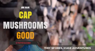 Exploring the Edibility and Benefits of Blue Cap Mushrooms