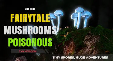 Exploring the Enchanting World of Blue Fairytale Mushrooms: Poisonous or Safe?