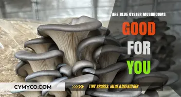 Exploring the Health Benefits of Blue Oyster Mushrooms