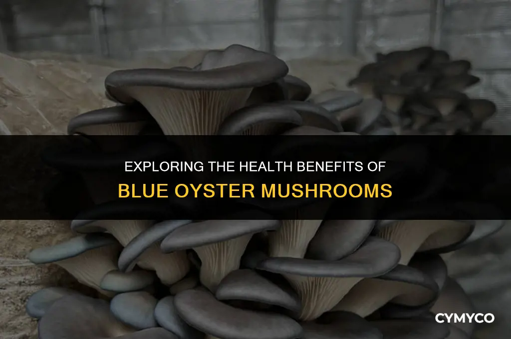 are blue oyster mushrooms good for you