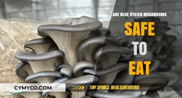 Exploring Edibility: Are Blue Oyster Mushrooms Safe to Eat?