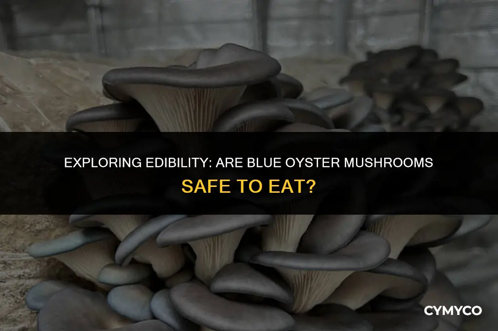 are blue oyster mushrooms safe to eat