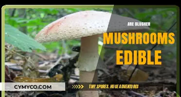 Exploring Edibility: Are Blusher Mushrooms Safe to Eat?