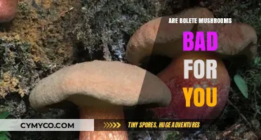 Are Bolete Mushrooms Safe? Health Risks and Benefits Explained