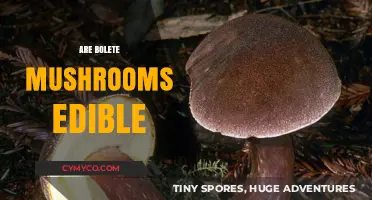 Are Bolete Mushrooms Edible? A Guide to Safe Foraging and Consumption