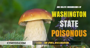 Exploring the Edibility of Washington State's Bolete Mushrooms