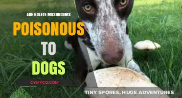 Toxic Truth: Bolete Mushrooms and Canine Safety Concerns