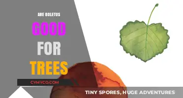 The Symbiotic Relationship Between Boletus Mushrooms and Trees