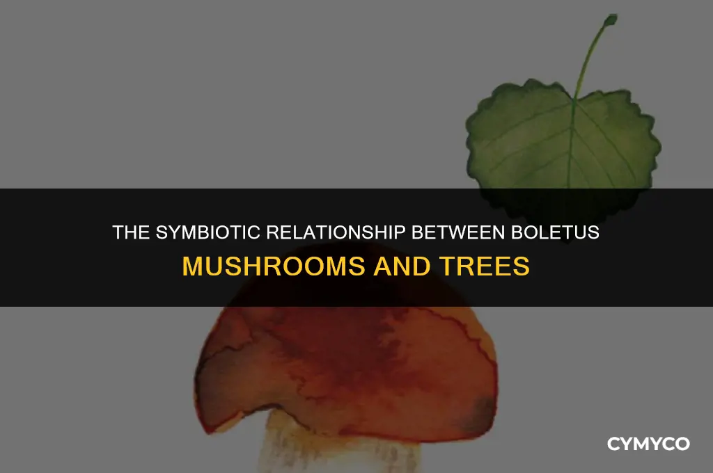 are boletus good for trees