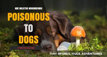 Toxic Truth: Are Boletus Mushrooms Dangerous for Your Dog?