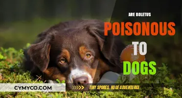 Toxic Truth: Are Boletus Mushrooms Poisonous to Dogs?