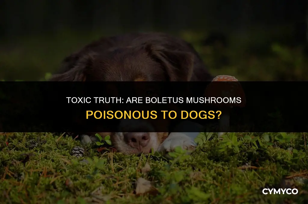 are boletus poisonous to dogs