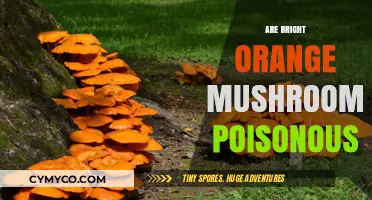 Vibrant Orange Mushrooms: A Guide to Their Edibility and Safety