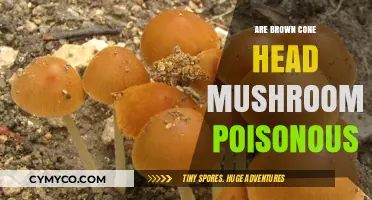Exploring the Edibility of Brown Conehead Mushrooms: A Comprehensive Guide