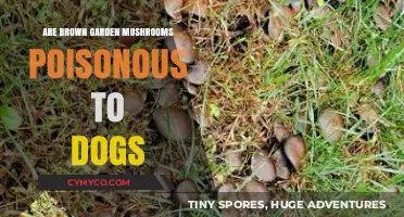 Toxic or Treat? The Truth About Brown Garden Mushrooms and Dogs