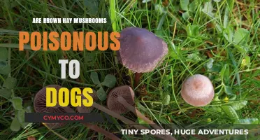 Are Brown Hay Mushrooms Toxic to Dogs? A Comprehensive Guide