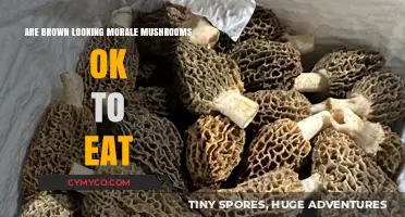 Exploring Edibility: The Truth About Brown Morale Mushrooms
