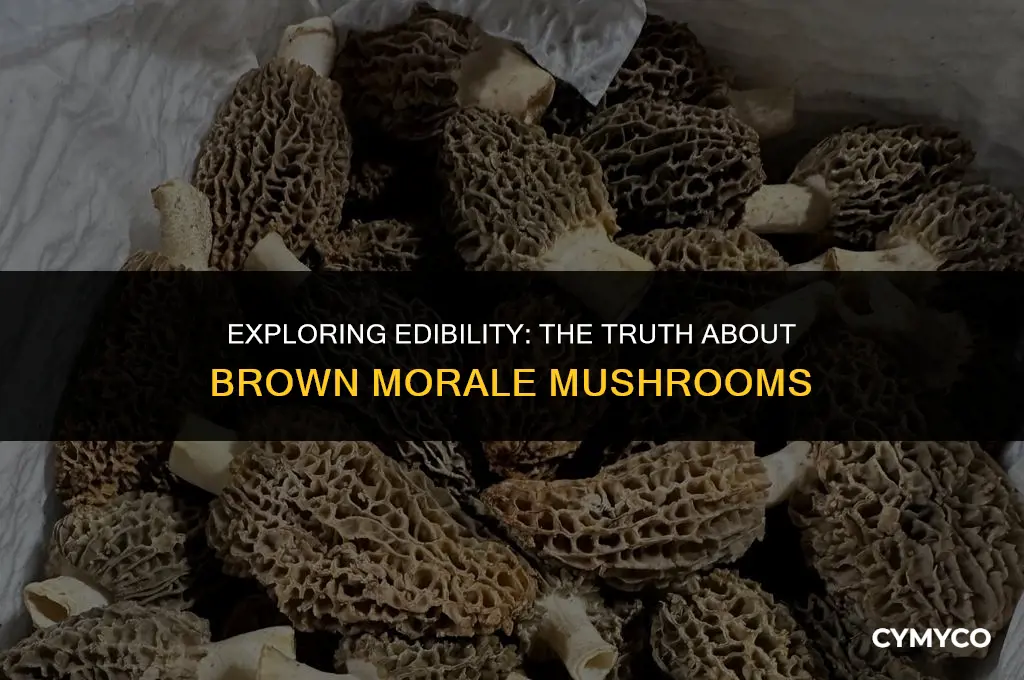 are brown looking morale mushrooms ok to eat