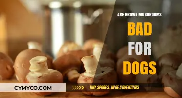 Are Brown Mushrooms Safe for Dogs? Risks and Precautions Explained