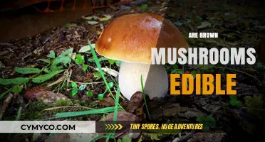 Exploring Edibility: A Guide to Brown Mushrooms