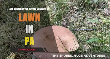 Pennsylvania Lawns: The Surprising Appearance of Brown Mushrooms