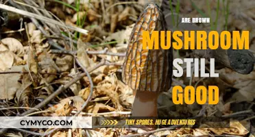 Exploring the Edibility of Brown Mushrooms: A Comprehensive Guide