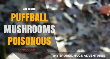 Exploring the Edibility of Brown Puffball Mushrooms: A Comprehensive Guide