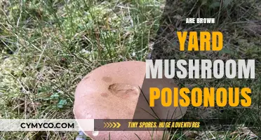 Unveiling the Truth: Are Brown Yard Mushrooms Poisonous?