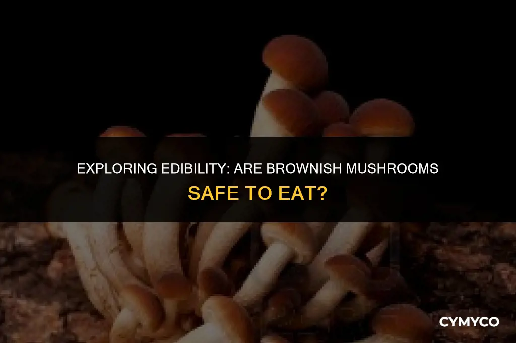 are brownish mushrooms safe to eat