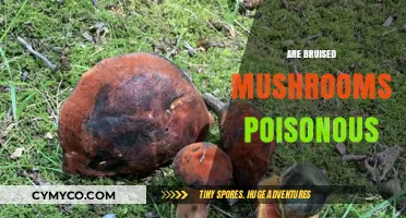 Are Bruised Mushrooms Poisonous? A Comprehensive Guide to Safe Foraging