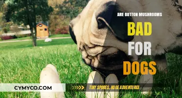 Are Button Mushrooms Safe for Dogs? Risks and Facts Revealed