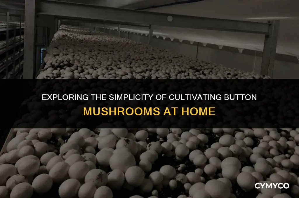 are button mushrooms easy to grow
