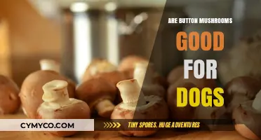 Can Dogs Eat Button Mushrooms? A Comprehensive Guide for Pet Owners