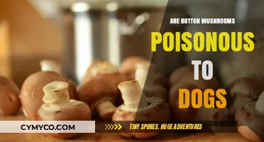 Are Button Mushrooms Safe for Dogs: A Comprehensive Guide