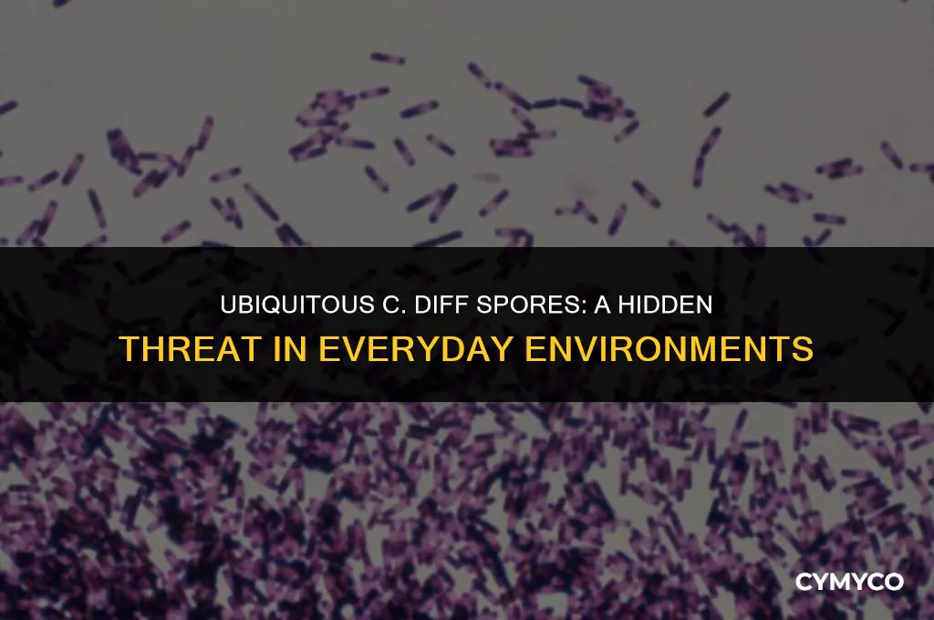 are c diff spores everywhere