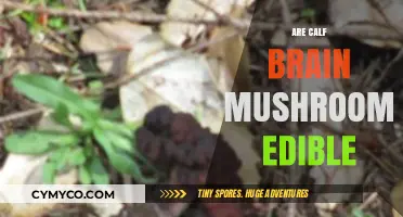 Exploring the Edibility of Calf Brain Mushrooms: A Culinary Adventure