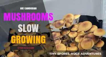 Exploring the Growth Rate of Cambodian Mushrooms: A Comprehensive Guide