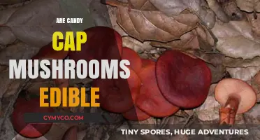 Exploring the Edibility of Candy Cap Mushrooms: A Tasty Adventure?
