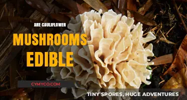 Are Cauliflower Mushrooms Edible? A Guide to Safe Foraging