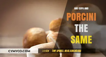 Ceps vs. Porcini: Unraveling the Mushroom Mystery and Their True Identity