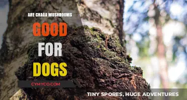 Exploring Chaga Mushrooms: A Canine Health Perspective