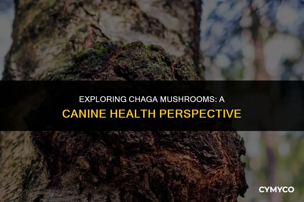 are chaga mushrooms good for dogs