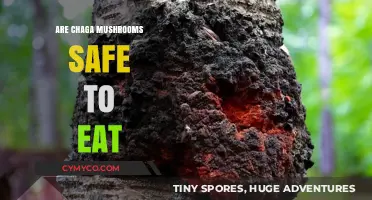 Exploring the Safety and Benefits of Consuming Chaga Mushrooms