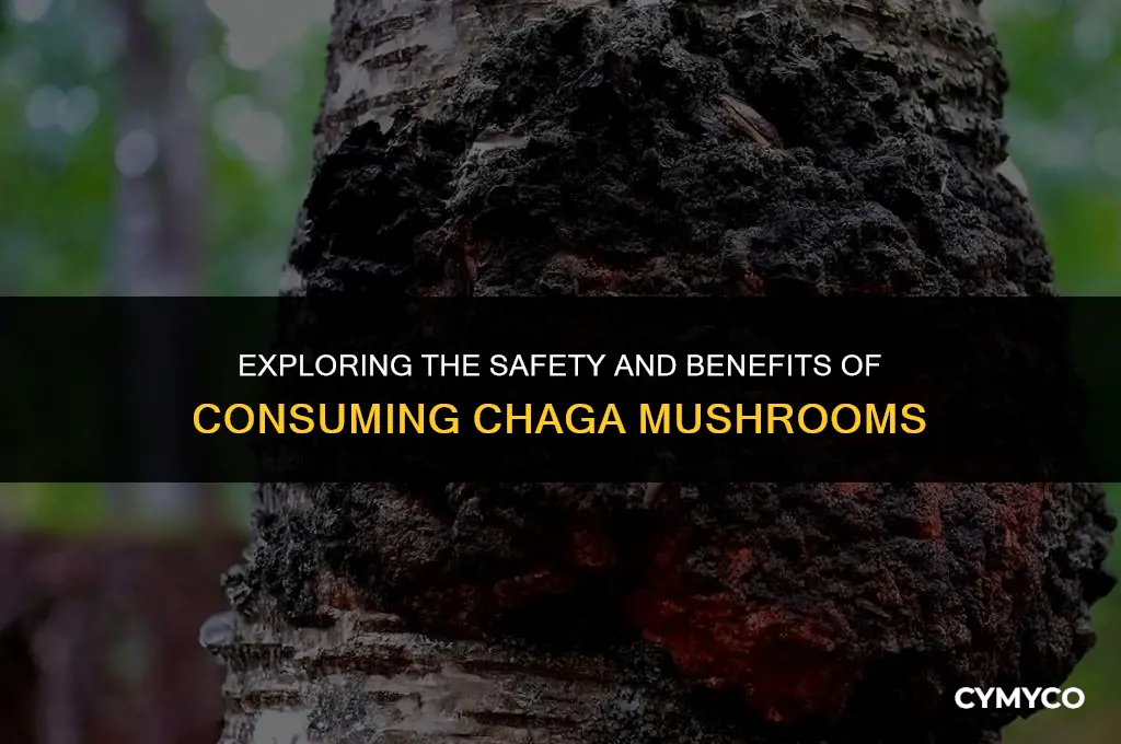 are chaga mushrooms safe to eat