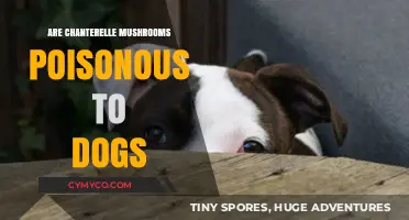 Chanterelle Mushrooms: A Toxic Threat to Your Canine Companion?