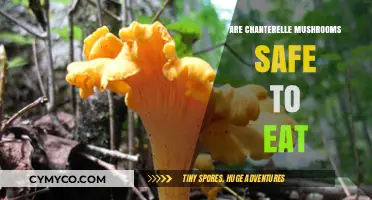 Exploring Edibility: Are Chanterelle Mushrooms Safe to Eat?