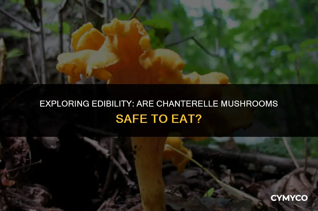 are chanterelle mushrooms safe to eat