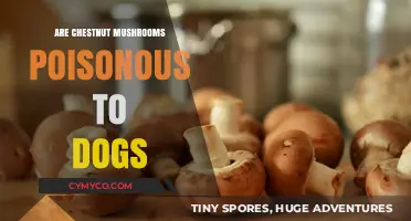 Toxic Truth: Are Chestnut Mushrooms Safe for Your Canine Companion?